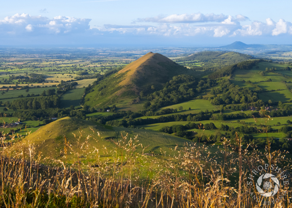 A landscape in green and gold