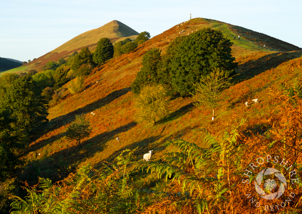 Autumn arrives on the slopes of the Lawley