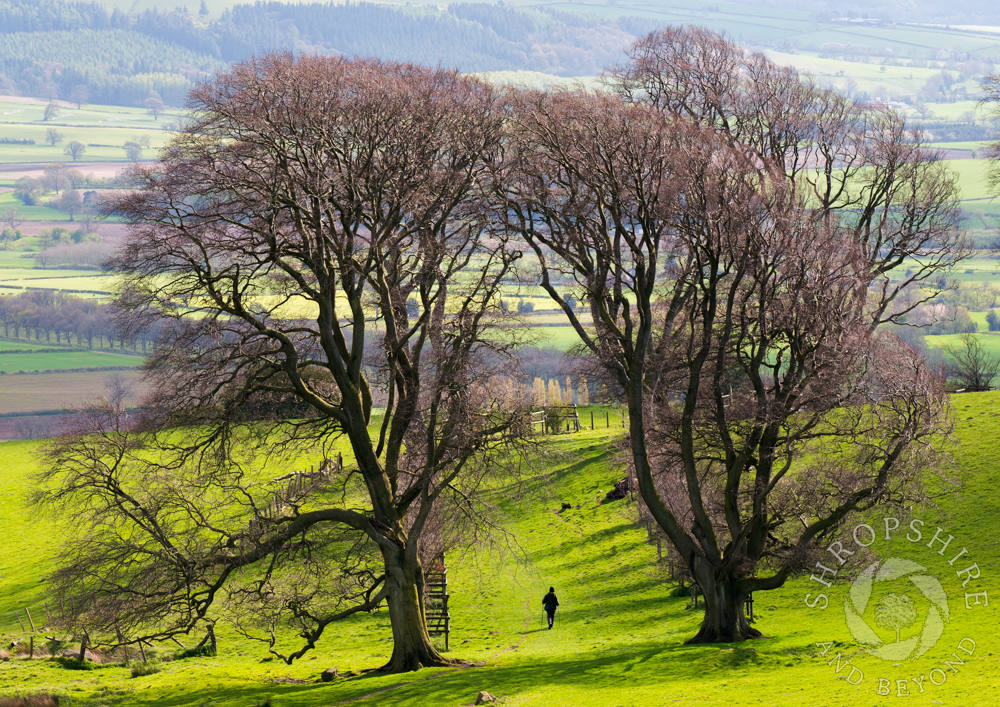 A path between the giants on Linley Hill