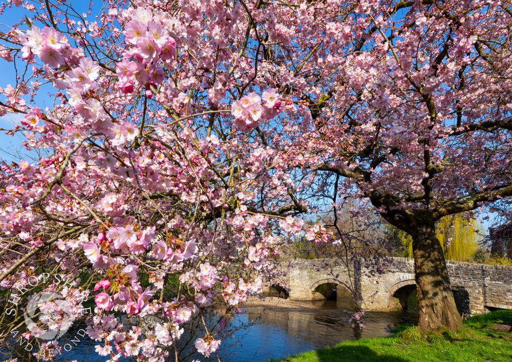A picture of pink and blue in springtime Clun