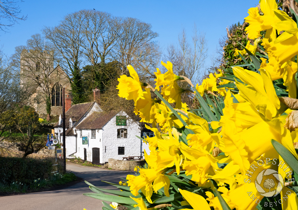 Daffodils in bloom at beautiful Cardington
