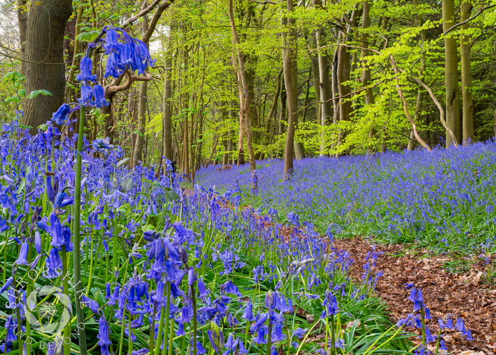 Symphony in blue at Chempshill Coppice