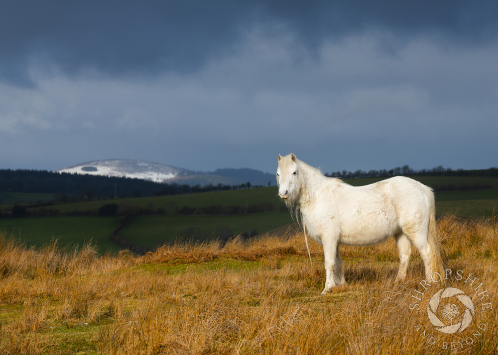 Brief encounter on Hopesay Common
