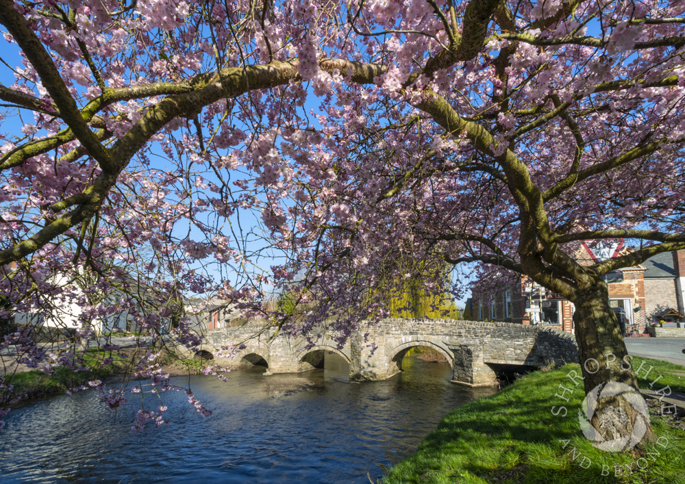 Spring blossoms into life in beautiful Clun