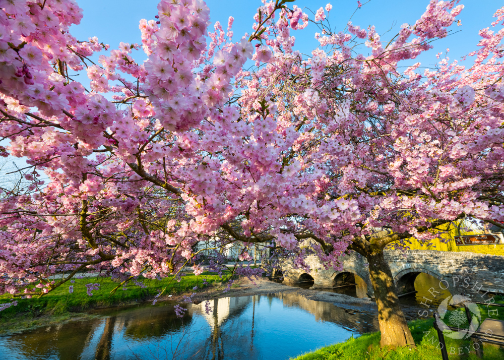 Spectacular blossom across Shropshire