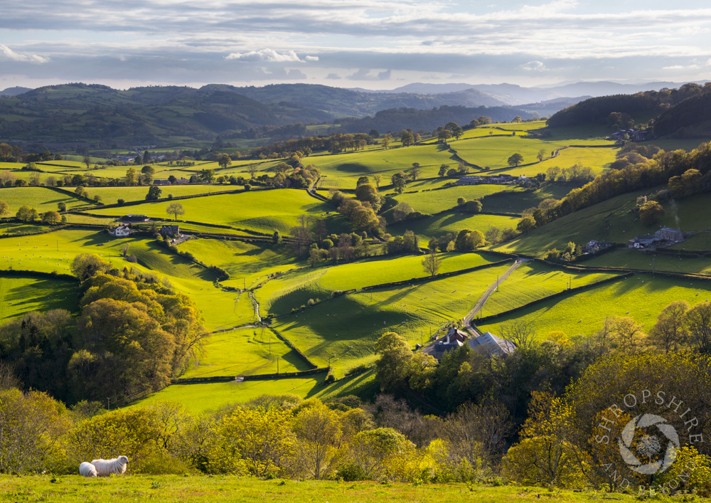 Patchwork of green beneath Moyledd Hill
