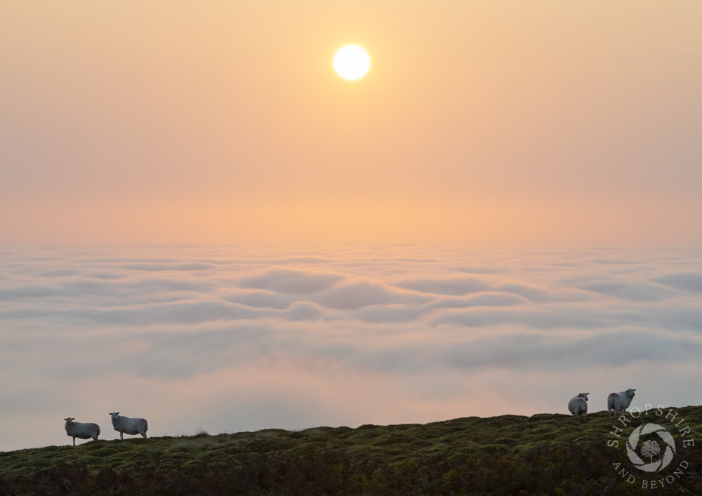 Magical view as sun rises over Shropshire