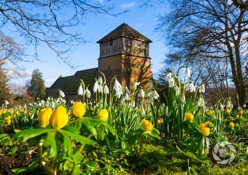Carpet of spring flowers at Shipton
