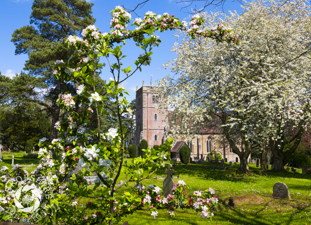 Blossom and blue sky in an English heaven