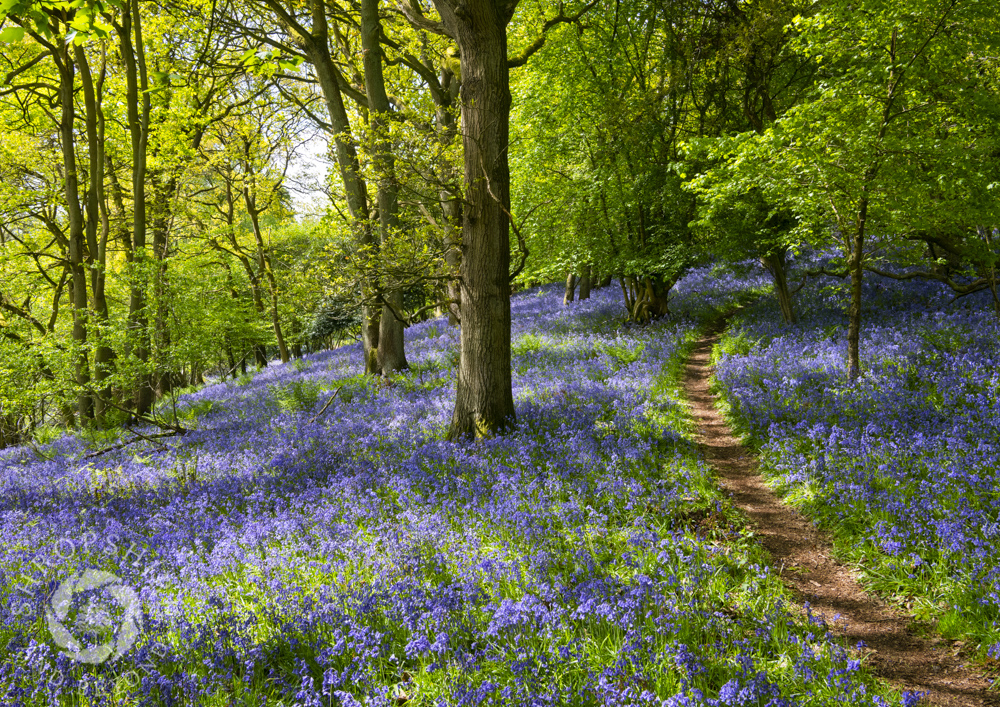 A rhapsody in blue across the county