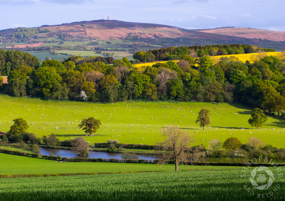 Out and about on Wenlock Edge