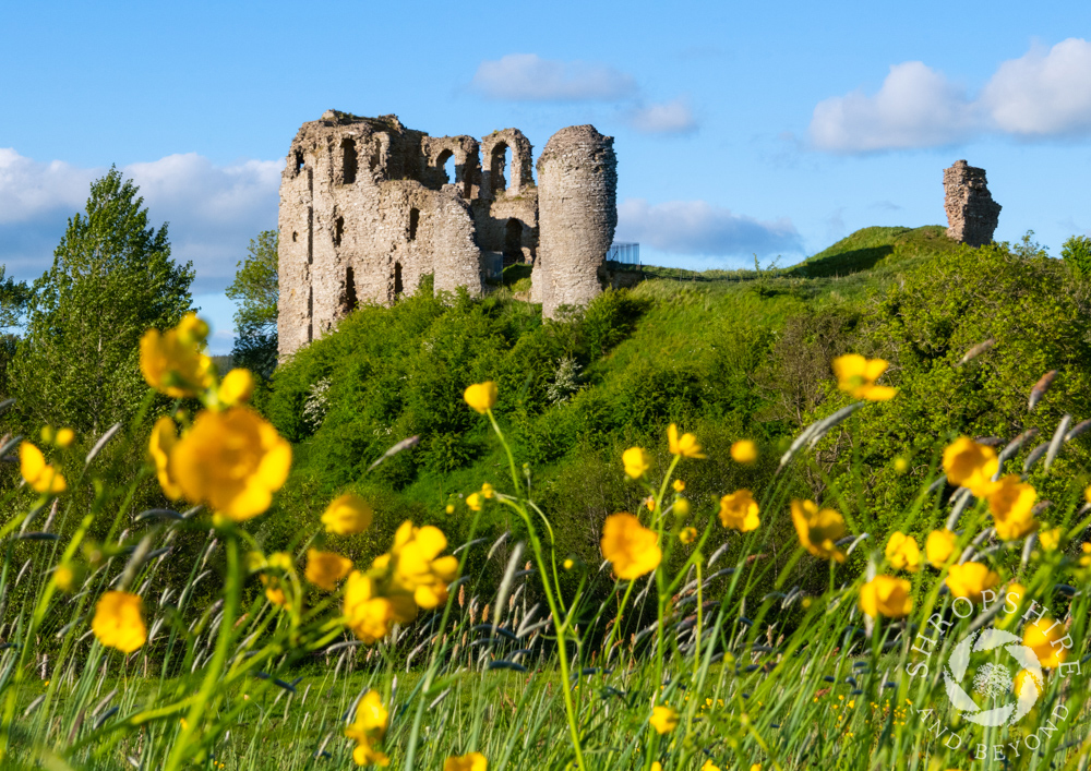 History amid the buttercups at Clun