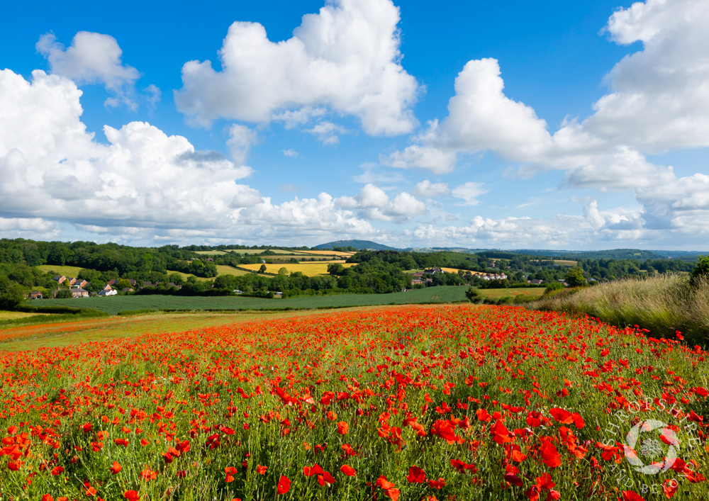 Brilliant blaze of red near Much Wenlock