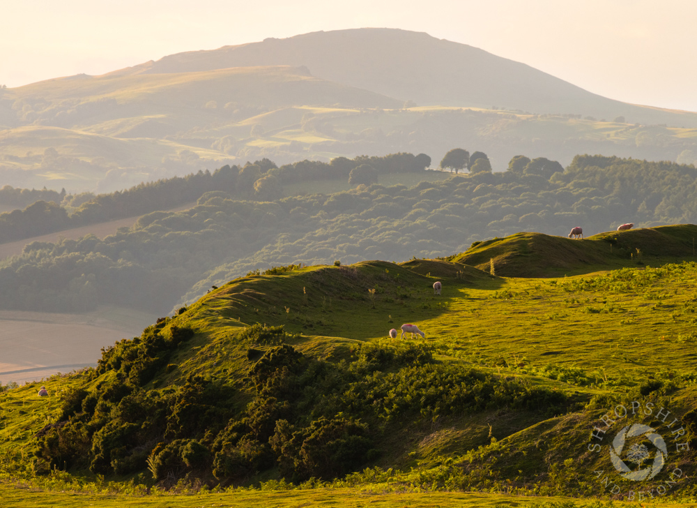 Peace and quiet on Nordy Bank hill fort