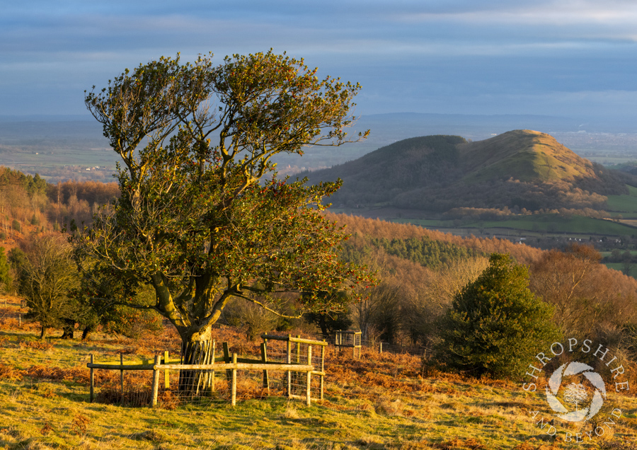 Winter sun on the Hollies Nature Reserve