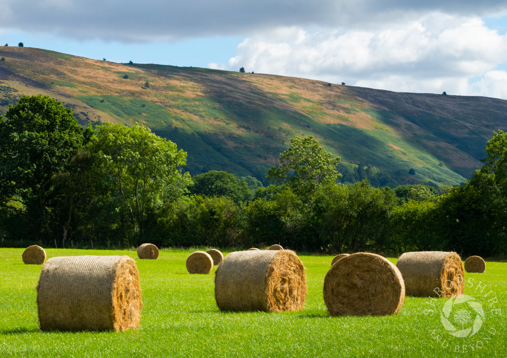 Harvest time beneath the Long Mynd