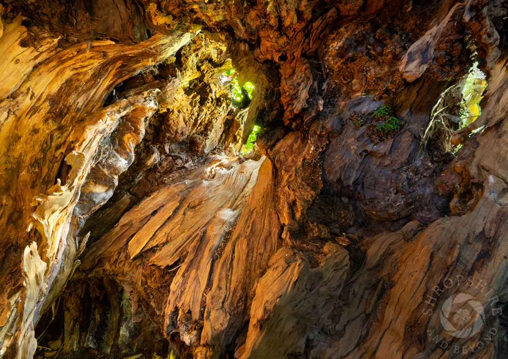 Veteran yew beneath slopes of Brown Clee