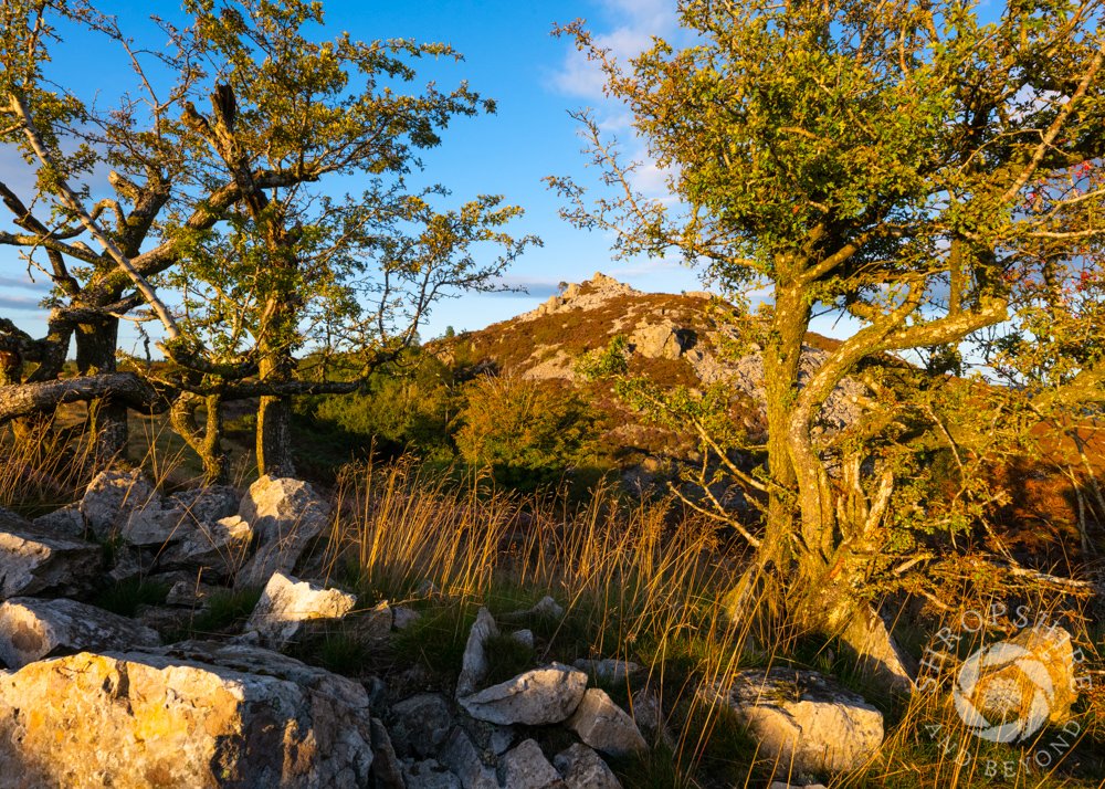 Rocks and gnarled trees in 'wild' Shropshire