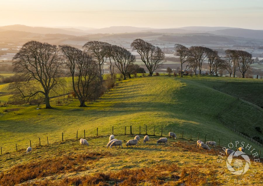 Early morning sunshine on Linley Hill beeches