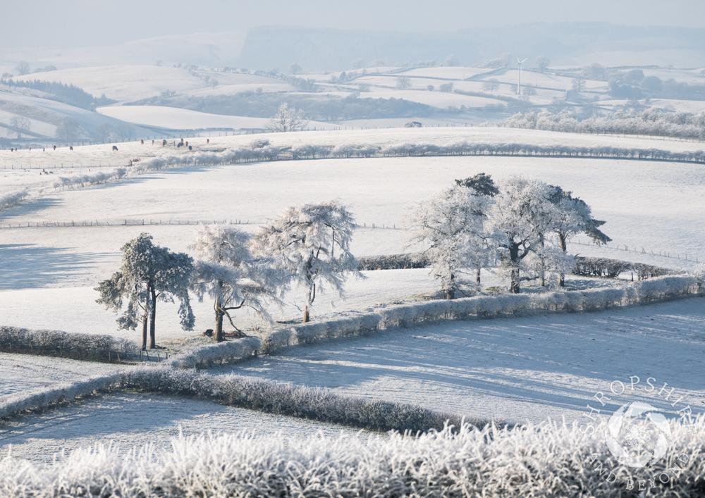 Winter wonderland in the Redlake Valley
