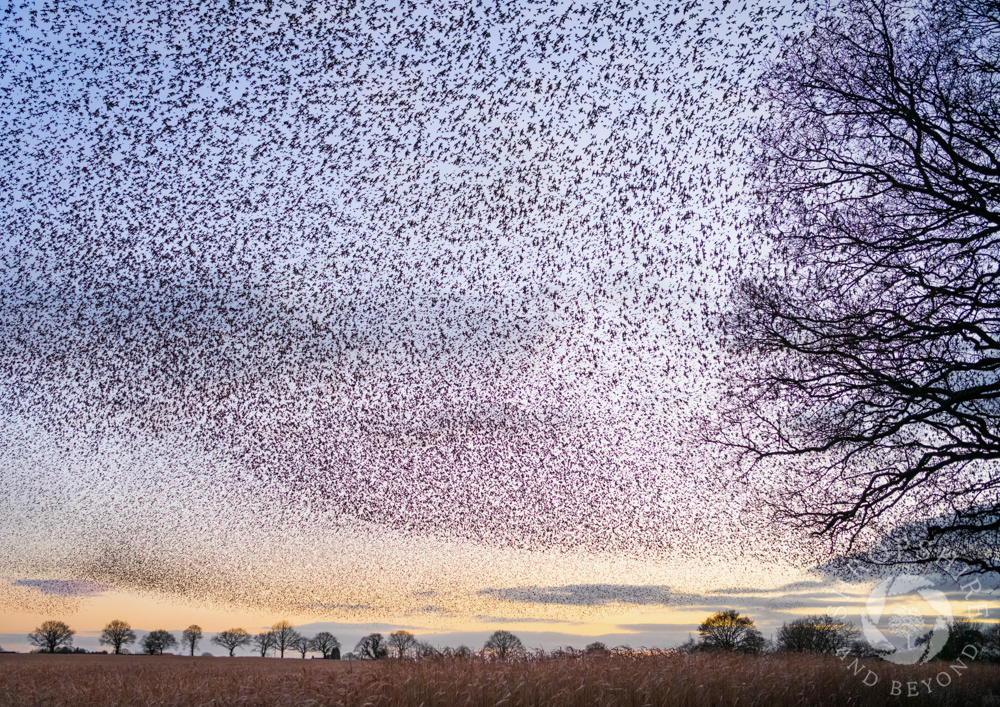 Flight of fancy in the sky over Shropshire