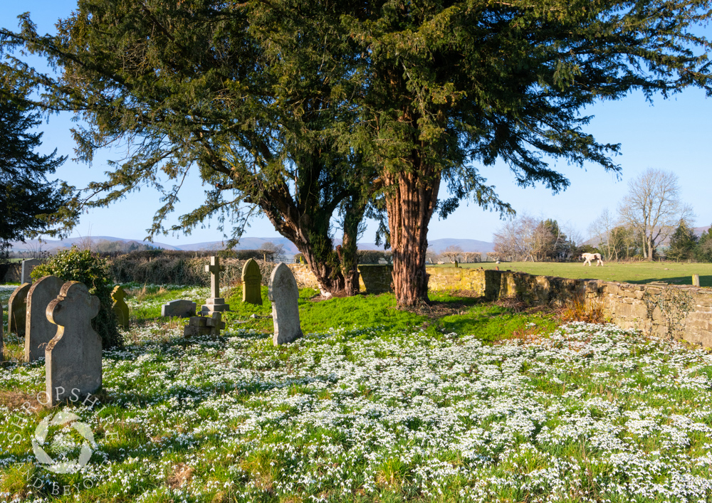 Carpet of white at Acton Scott church