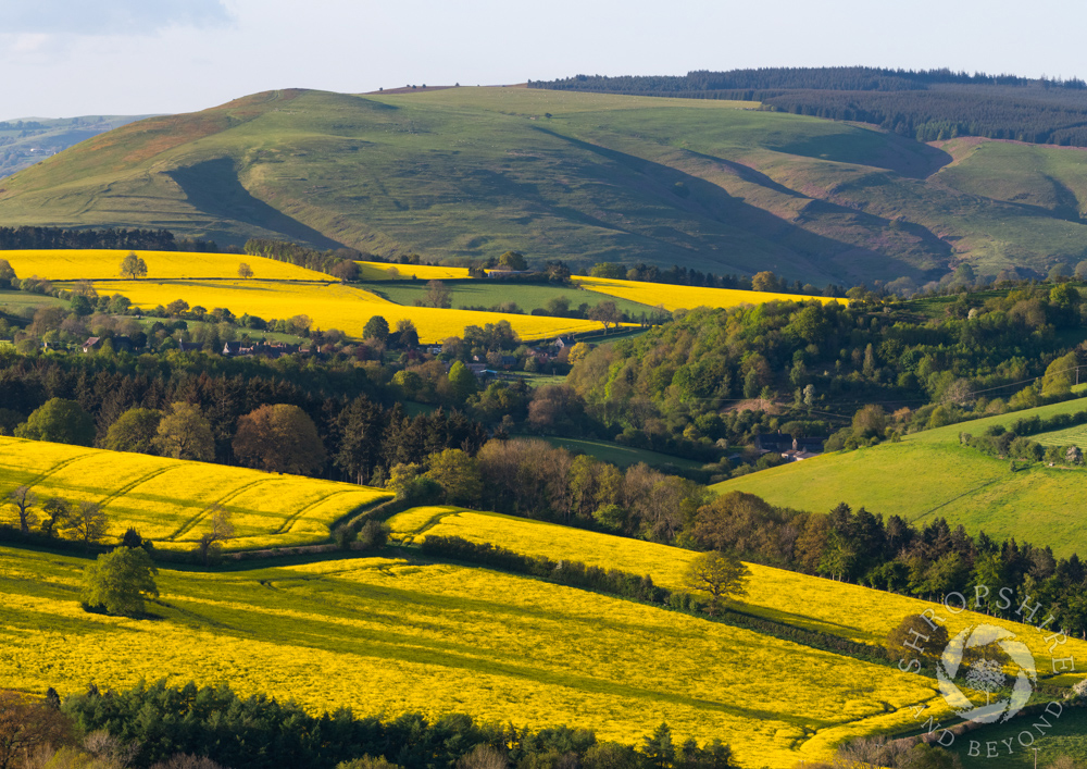 Green and gold in the Shropshire Hills