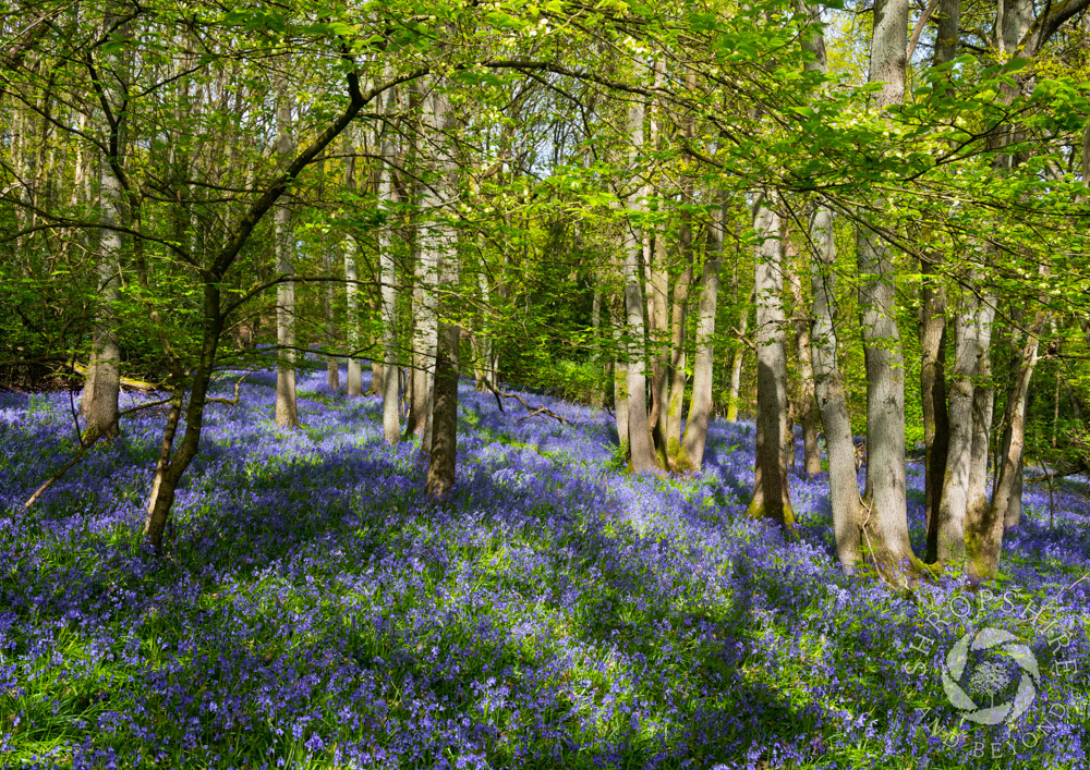 Blue heaven in the Shropshire sunshine