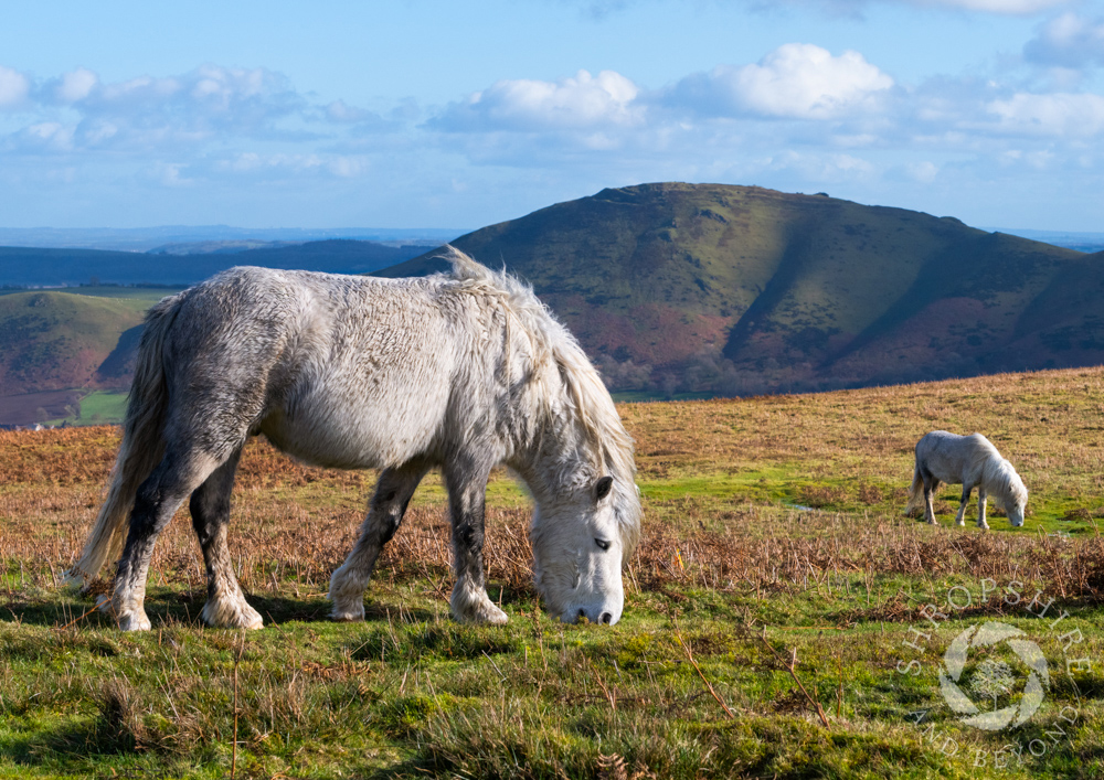 Out on the trail of the Long Mynd ponies