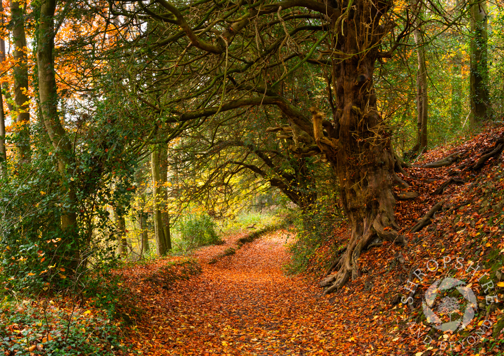 A walk into autumn along Wenlock Edge