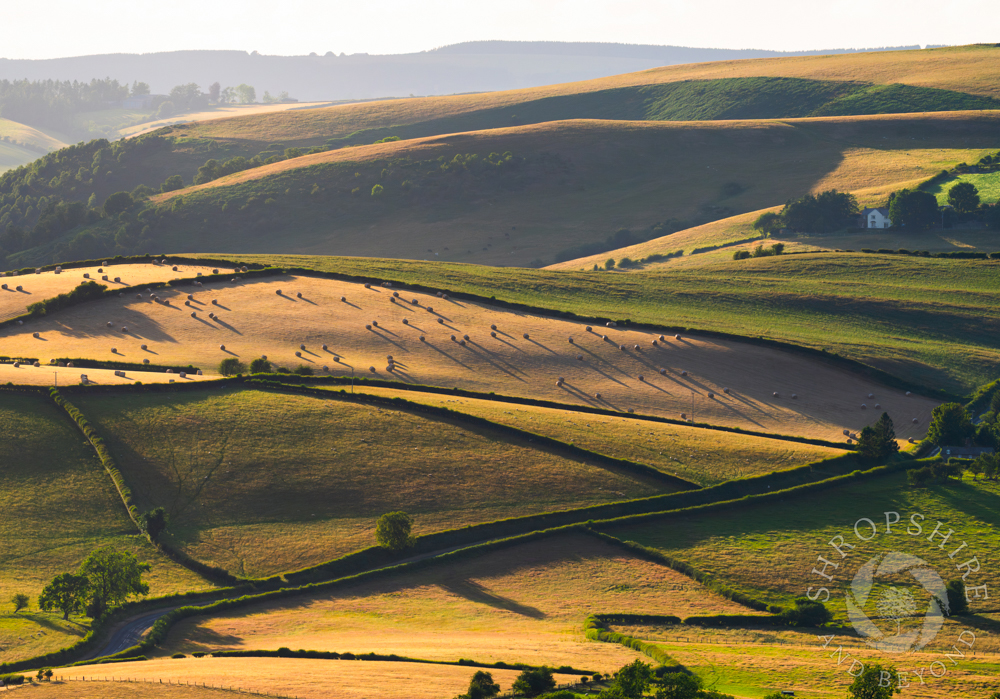 Golden evening in the Redlake Valley