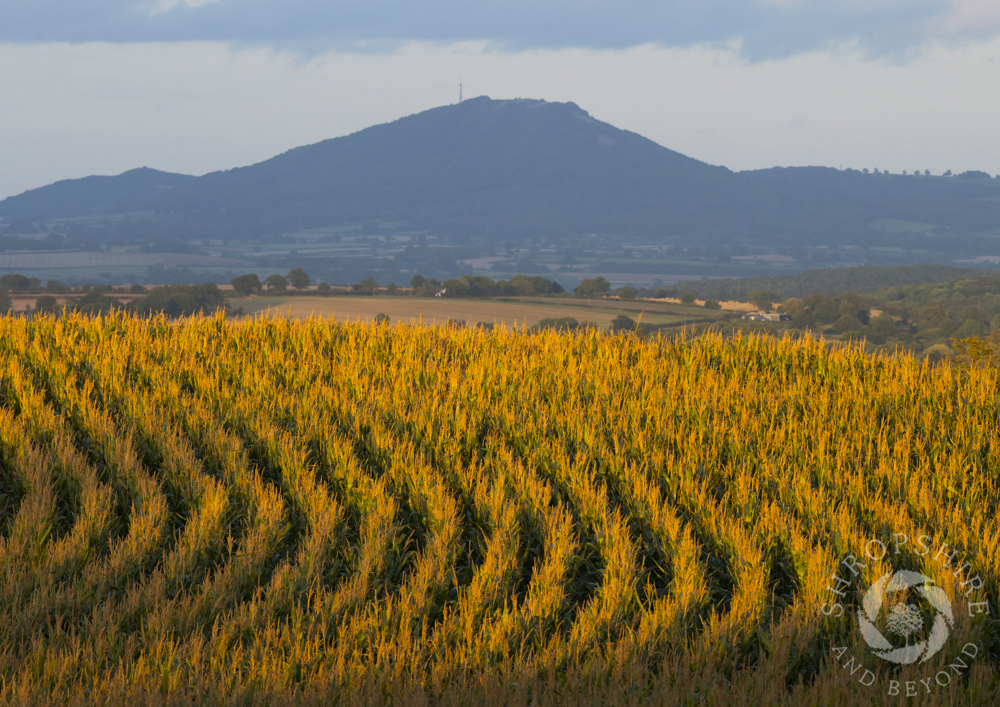 Harvest time in the shadow of the Wrekin