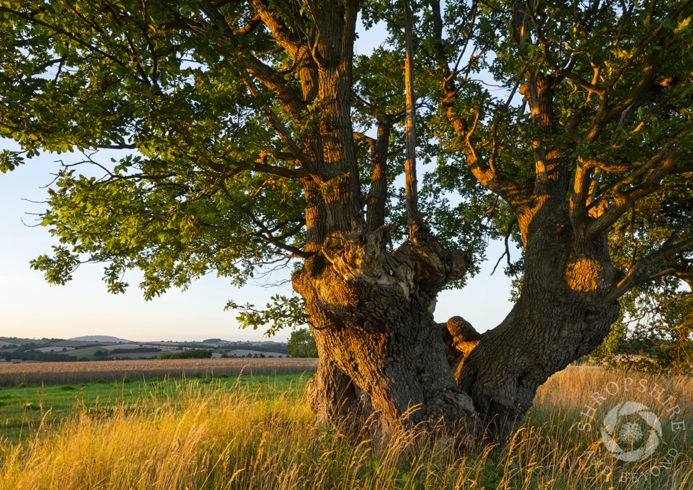 Sunset on ancient oak known as Ronsak