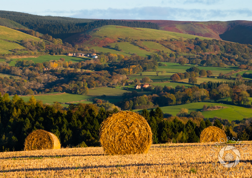 Harvest time in the Stretton Hills