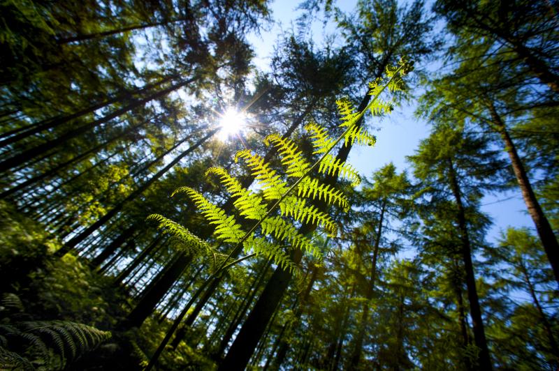 Mortimer Forest
