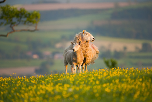 Farming in Shropshire