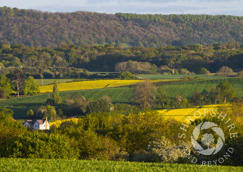 Springtime beneath Wenlock Edge, near Cressage, Shropshire.