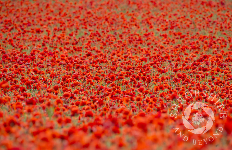 Poppies at sunset in a field at Shifnal, Shropshire.