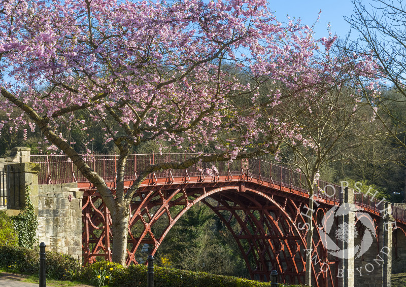 Spring blossom at Ironbridge, Shropshire.