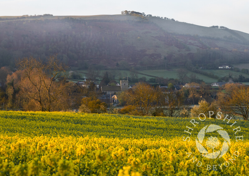 Looking across an oilseed rape field to the village of Clunbury, beneath Clunbury Hill, Shropshire.