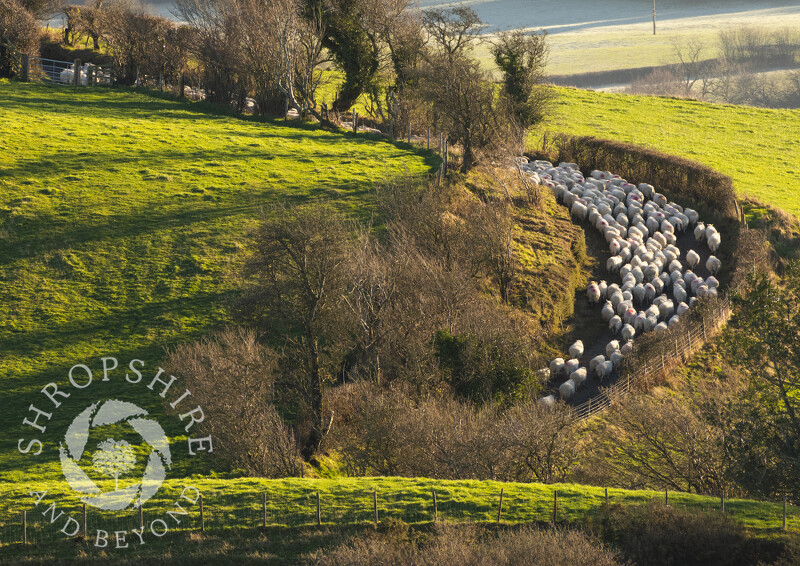 Sheep being herded along a lane beneath Caer Caradoc, Church Stretton, Shropshire.