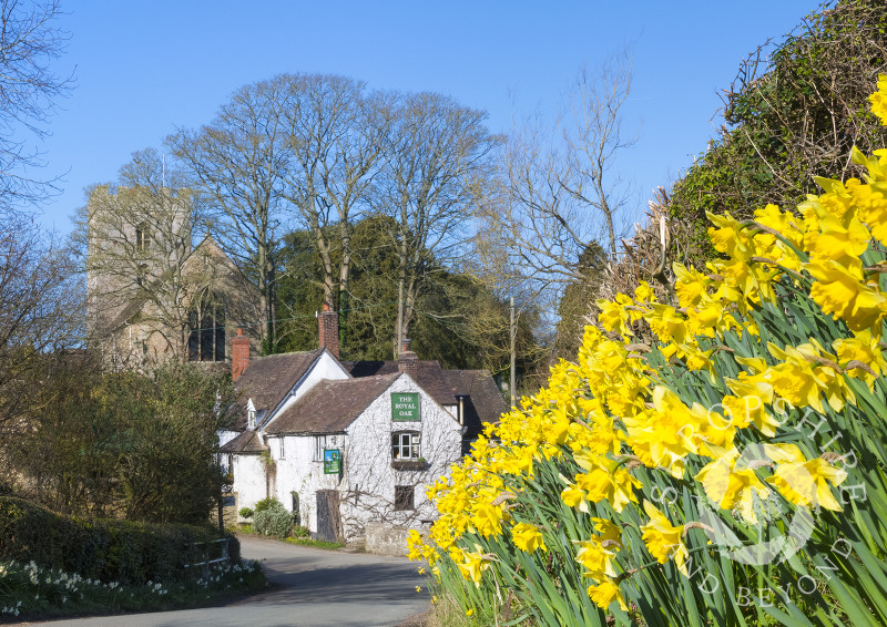A bank of daffodils near the Royal Oak public house in the village of Cardington, Shropshire.