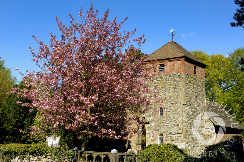 St Peter and St Paul's Church with spring blossom, Cleobury North, Shropshire, England.