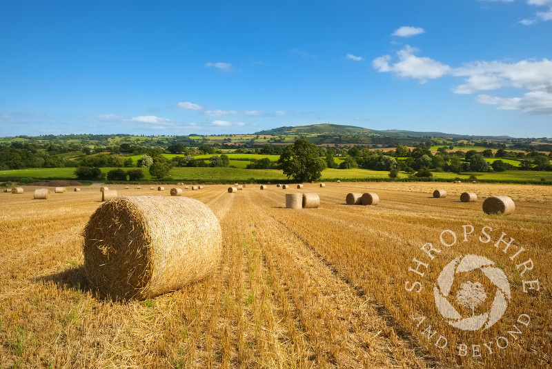 Straw bales in a field in the Corvedale, Shropshire, with the Brown Clee hill seen on the horizon.