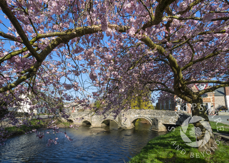 Cherry blossom beside the medieval pack horse bridge at Clun, Shropshire.