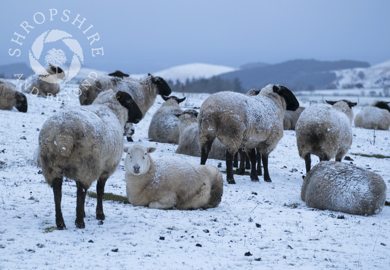 Snow-covered sheep at dawn on the Stiperstones, Shropshire.