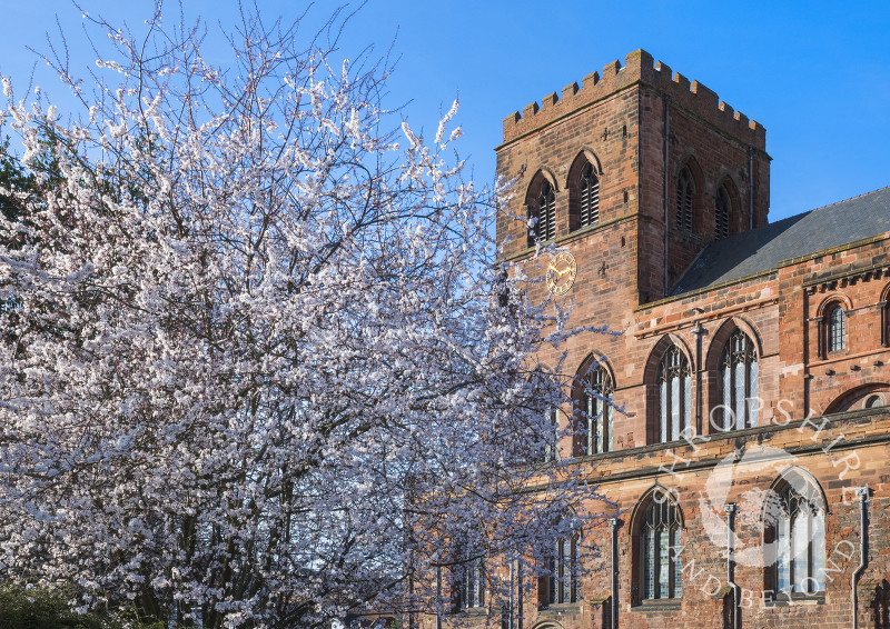 Blossom beside Shrewsbury Abbey, Shropshire.