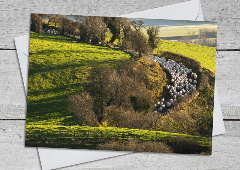 Sheep herded along a lane beneath Caer Caradoc, Shropshire.