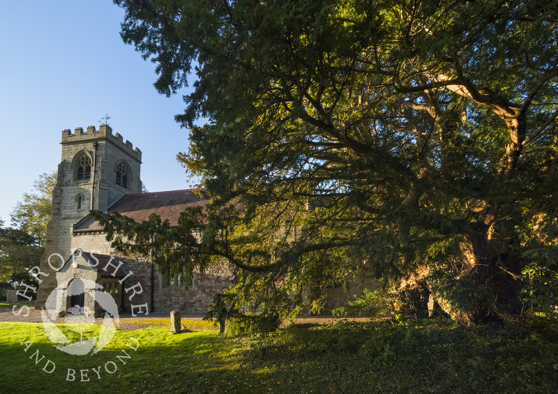 The ancient yew tree and Holy Trinity Church at Uppington, Shropshire.