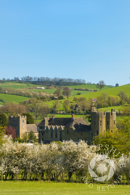 Spring blossom at Stokesay Castle, Shropshire.